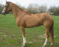 broodmare Orchid's Aniko (Nederlands Rijpaarden en Pony, 2008, from Krimh ox)