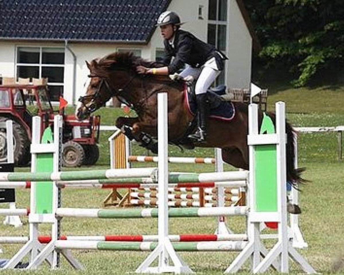 Pferd Orchid's Champer (Pony ohne Rassebezeichnung, 1998, von Kantje's Carlando)