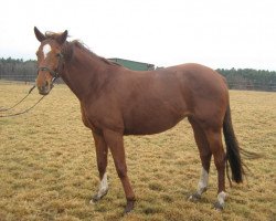 dressage horse Liberty (Brandenburg, 2006, from Hengst von Laureus)