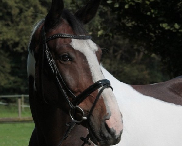 horse Łazar (polish noble half-breed, 2000, from Mistrz)