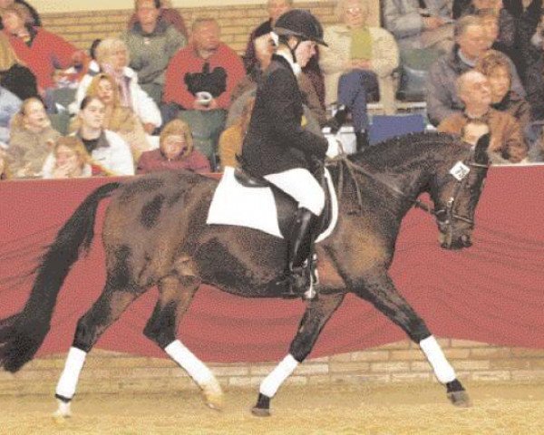 stallion Milton (Nederlands Rijpaarden en Pony, 1991, from Mischaz AA)