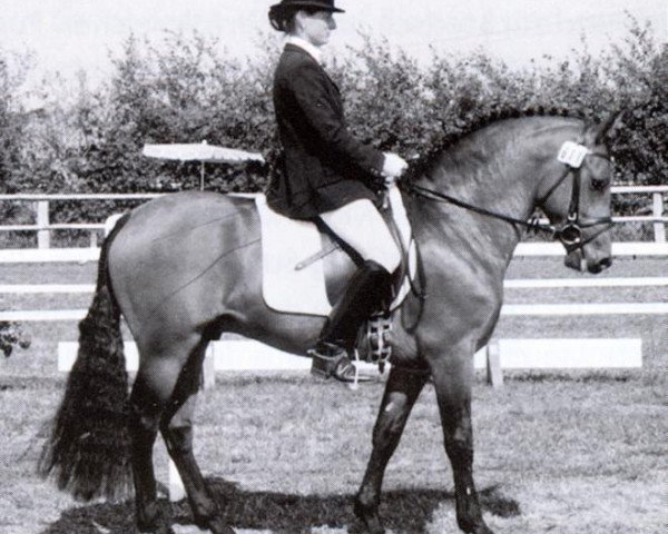 stallion Mescalero (New Forest Pony, 1990, from Merrie Mountaineer)