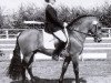 stallion Mescalero (New Forest Pony, 1990, from Merrie Mountaineer)