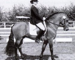 Deckhengst Mescalero (New-Forest-Pony, 1990, von Merrie Mountaineer)