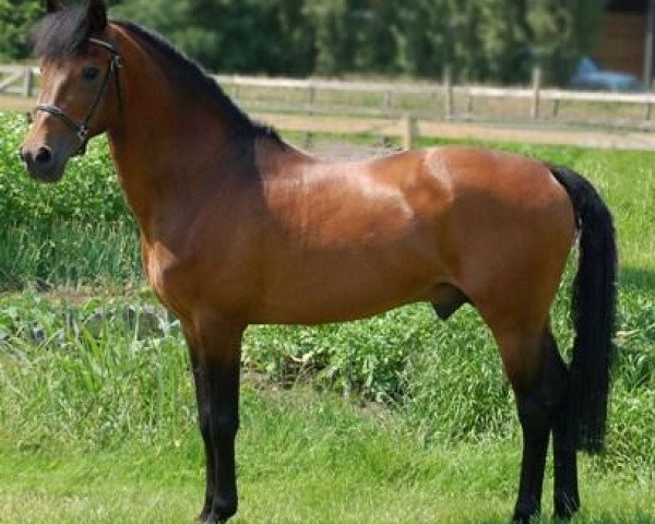 stallion Kantje's Carlando (New Forest Pony, 1991, from Kantje's Ronaldo)
