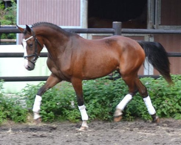 Pferd Orchid's Cinta (Nederlands Rijpaarden en Pony, 2009, von Orchid's Cestanii)