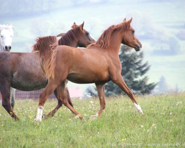 horse Maymunah Alia ox (Arabian thoroughbred, 2008, from Ibn Kubinec ox)