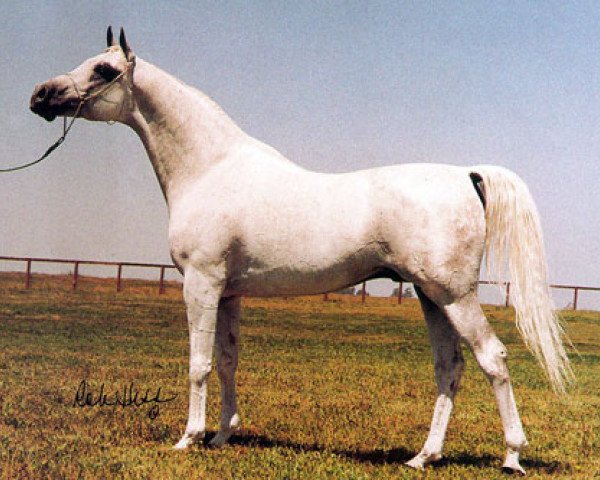 stallion Nankin ox (Arabian thoroughbred, 1979, from Aswan 1958 EAO)