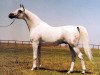 stallion Nankin ox (Arabian thoroughbred, 1979, from Aswan 1958 EAO)