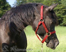 broodmare MSA Magic Star ox (Arabian thoroughbred, 1991, from Nankin ox)