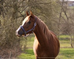 broodmare Magic Yasmeen (German Riding Pony, 2010, from Bernstein Yao)