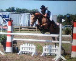 horse Kantje's Boston (New Forest Pony, 2008, from Kantje's Vinello)