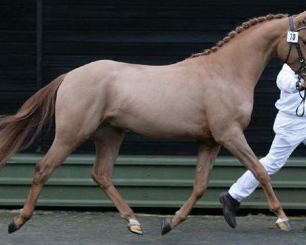 stallion Capaccio van Orchid's (Nederlands Rijpaarden en Pony, 2005, from Casper)