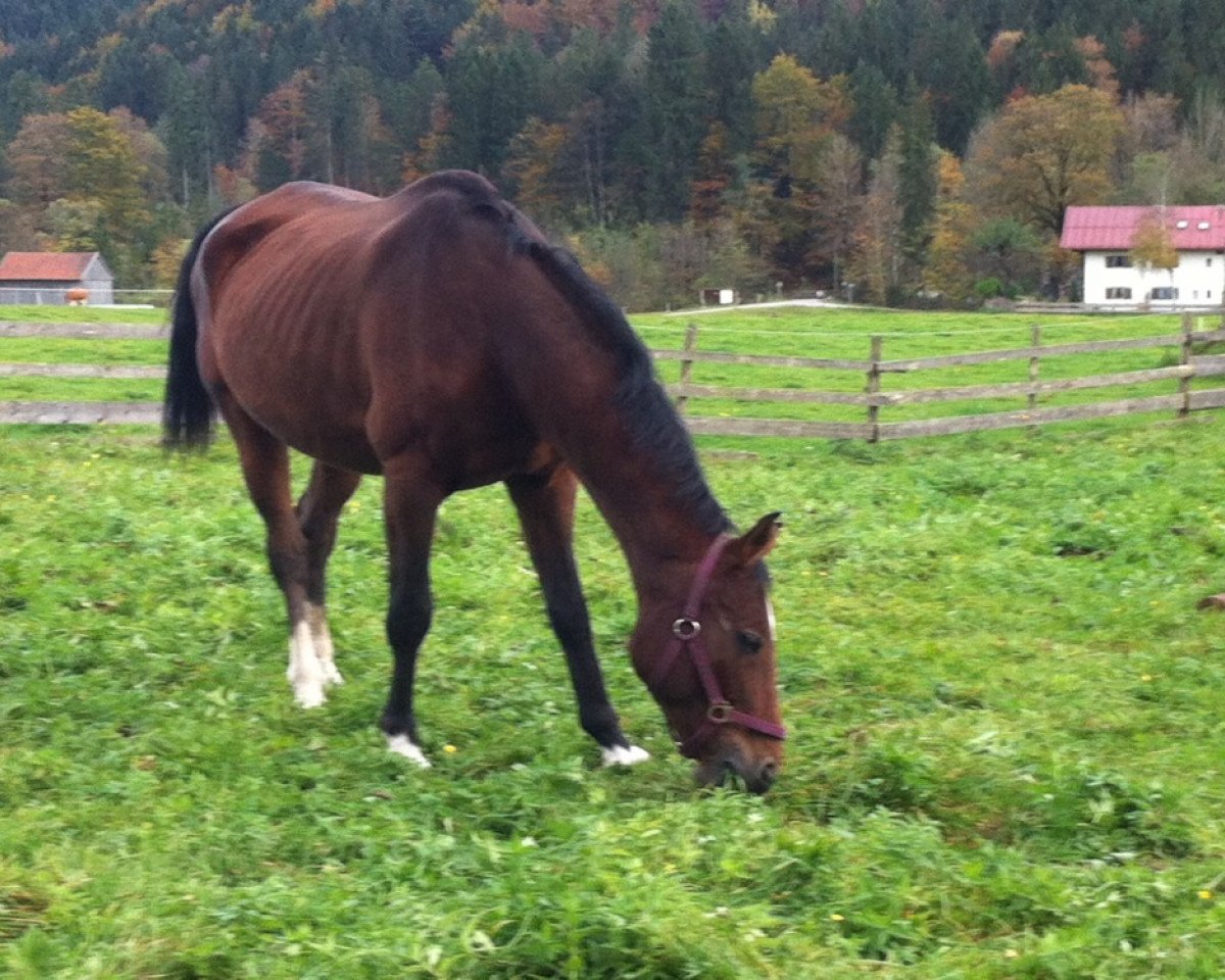 broodmare Pik Rose (Oldenburg, 1996, from Pik Solo)
