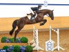 eventing horse Dacapo (Holsteiner, 2009, from Diarado)