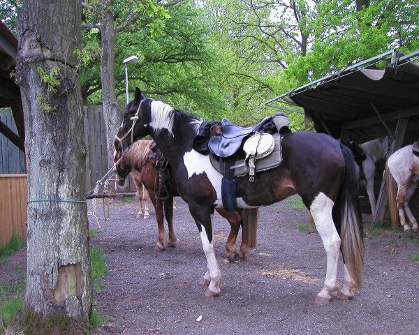horse Indra (Zweibrücken, 1995, from Icon)