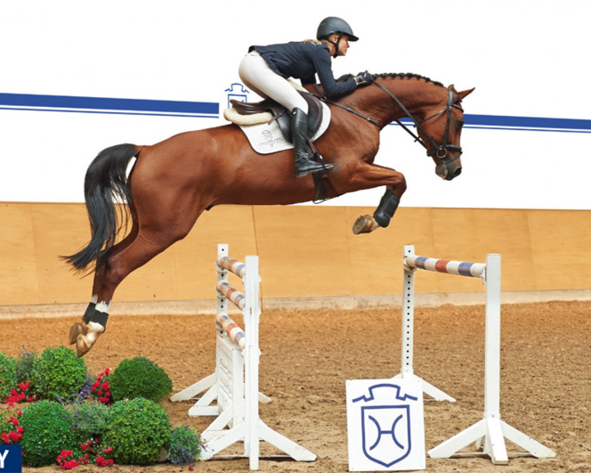 Springpferd Chuckomo (Holsteiner, 2009, von Casall Ask)