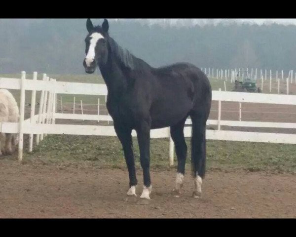 Pferd Waijana 3 (Hannoveraner, 1993, von Welfenloewe)