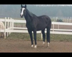 horse Waijana 3 (Hanoverian, 1993, from Welfenloewe)