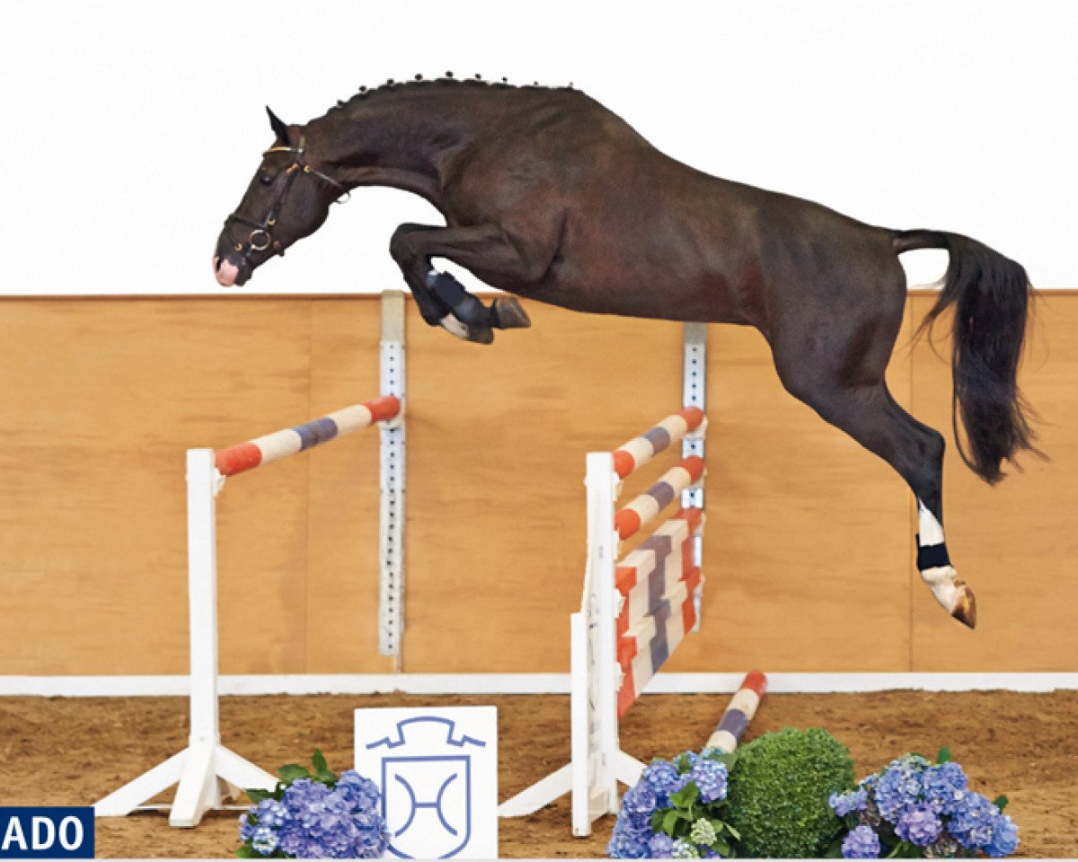 stallion Cascado Elite (Holsteiner, 2010, from Cancara)