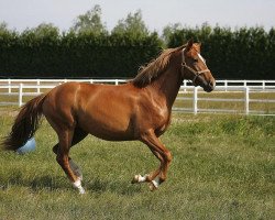 Zuchtstute Kantje's Dorety (New-Forest-Pony, 2008, von Poppings Macho)