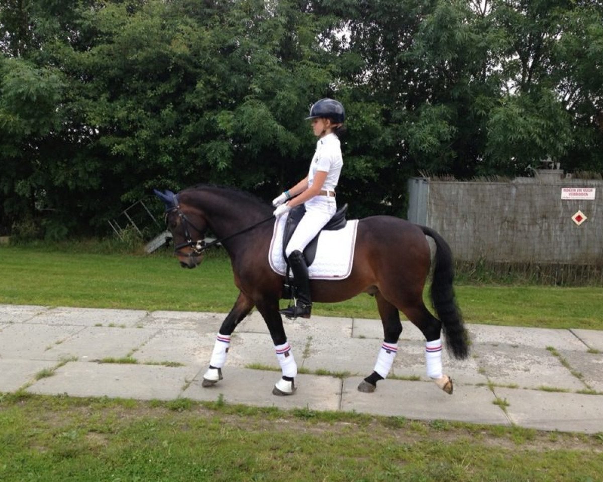 Pferd Reekamp's Saladin (New-Forest-Pony, 2001, von Aladin)