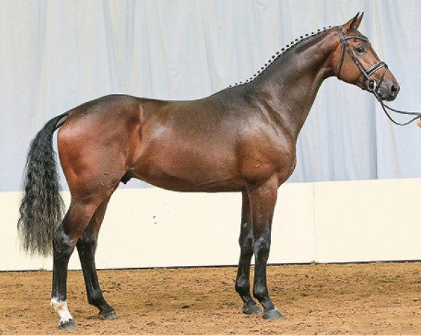 stallion Boliviano (Hanoverian, 2012, from Belstaff)
