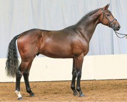 stallion Boliviano (Hanoverian, 2012, from Belstaff)