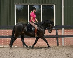 broodmare Haasendonck's Camilla (New Forest Pony, 2007, from Aladin)