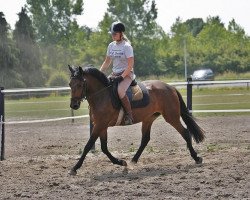 Pferd Hoppenhof's Faridah (New-Forest-Pony, 2007, von Hoppenhof's Shardon)