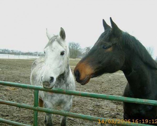 horse Colombo 60 (Westphalian, 1997, from Caliari)