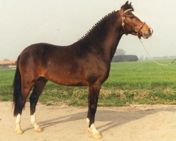 Deckhengst Ten Ankers Bileander (New-Forest-Pony, 1986, von Oleander)