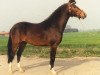 stallion Ten Ankers Bileander (New Forest Pony, 1986, from Oleander)