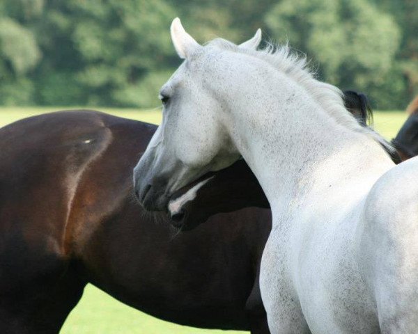 Pferd Prins Polly (Nederlands Rijpaarden en Pony, 1994, von Prins Alfred)