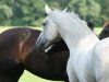 Pferd Prins Polly (Nederlands Rijpaarden en Pony, 1994, von Prins Alfred)