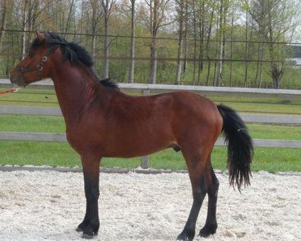 Pferd Kantje's Errol (New-Forest-Pony, 2009, von Orchid's Romario II)