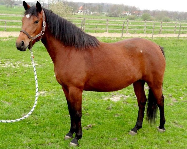 Pferd Grace Optimus (New-Forest-Pony, 2009, von Priory Prickle)