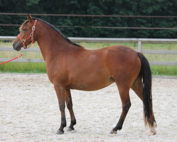 broodmare Kantje's Kumara (New Forest Pony, 2009, from Justice H.R.)