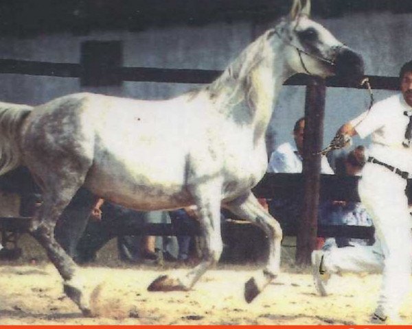 broodmare Nadira ox (Arabian thoroughbred, 1984, from Numizmat 1974 ox)