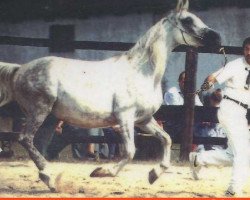 broodmare Nadira ox (Arabian thoroughbred, 1984, from Numizmat 1974 ox)