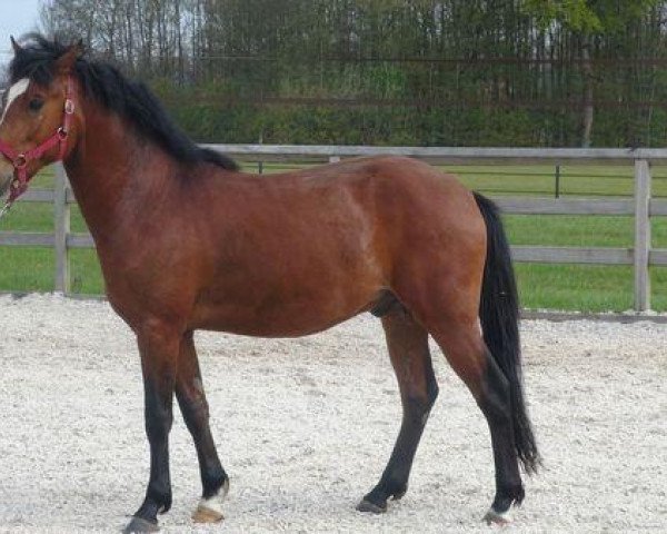 horse Hoppenhof's Spike (New Forest Pony, 2009, from Orchid's Romario II)