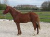 Springpferd Orchid's Bart (New-Forest-Pony, 2009, von Orchid's Romario II)