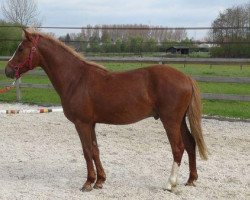 Springpferd Orchid's Bart (New-Forest-Pony, 2009, von Orchid's Romario II)