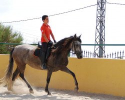 Zuchtstute Gitana Clxxxv (Pura Raza Espanola (PRE), 2006)