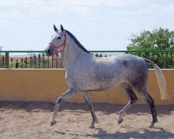 broodmare Relicaria VII (Pura Raza Espanola (PRE), 2006)