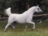 broodmare Cinderella ox (Arabian thoroughbred, 1993, from Maysoun 1985 ox)