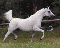 broodmare Cinderella ox (Arabian thoroughbred, 1993, from Maysoun 1985 ox)