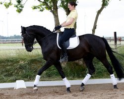 dressage horse Santos Hit (Hanoverian, 2006, from Sandro Hit)