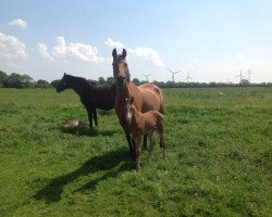 broodmare O-Alahilti (Zangersheide riding horse, 1999, from Ahorn Z)