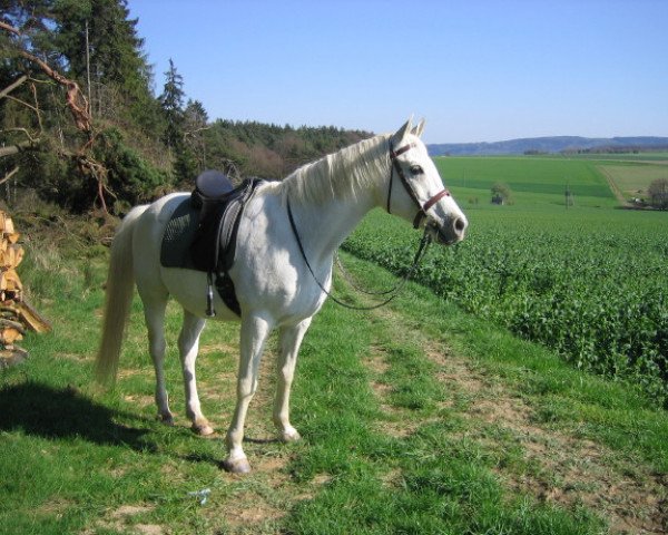 Pferd Buran Ibn Maysoun ox (Vollblutaraber, 1991, von Maysoun 1985 ox)